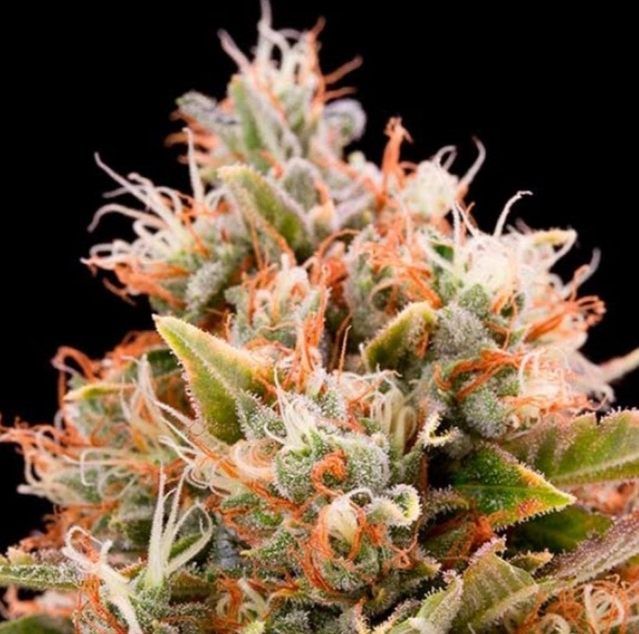 Chemdog Feminized Marijuana Seeds