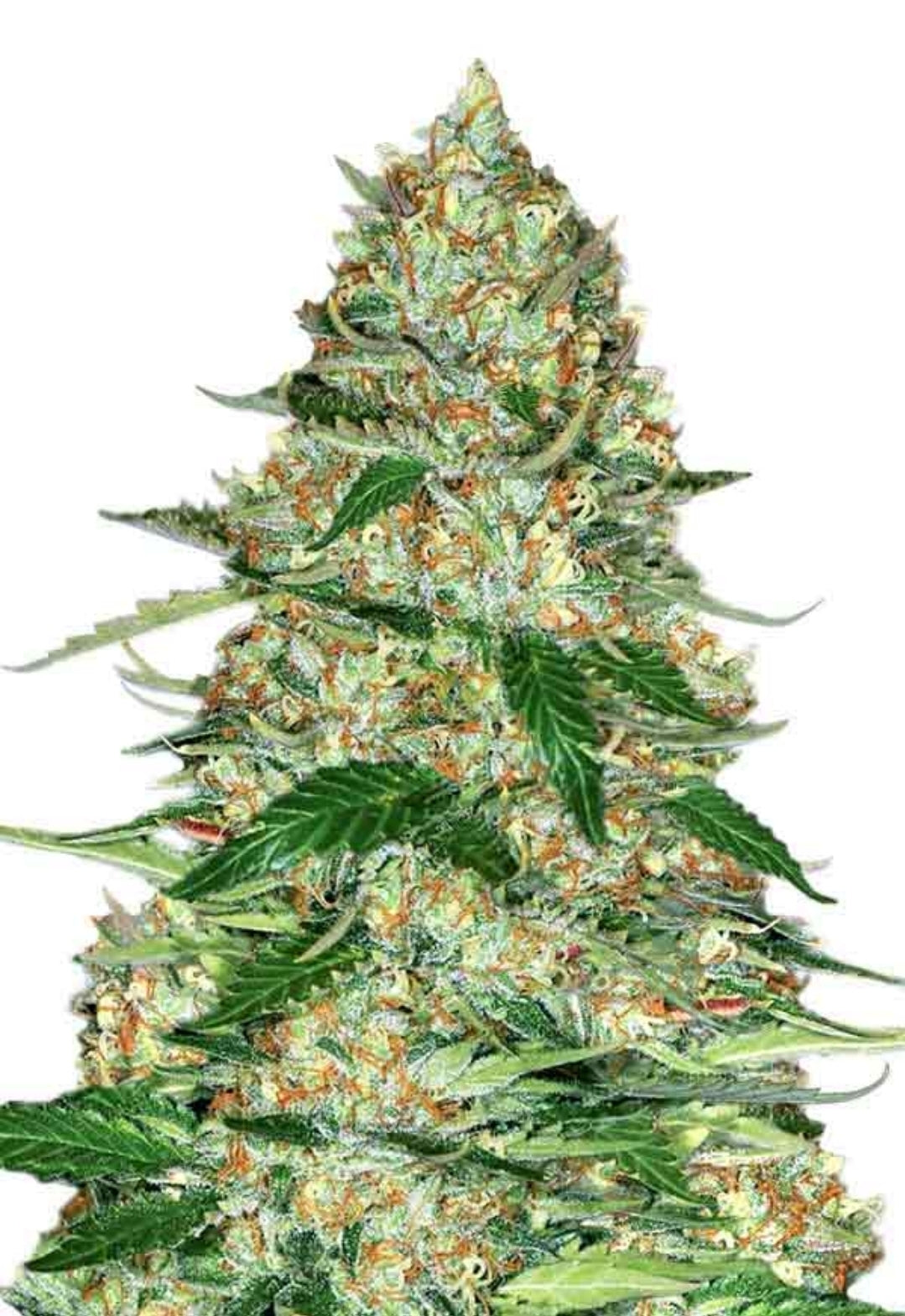 Cherry Pie Feminized Seeds