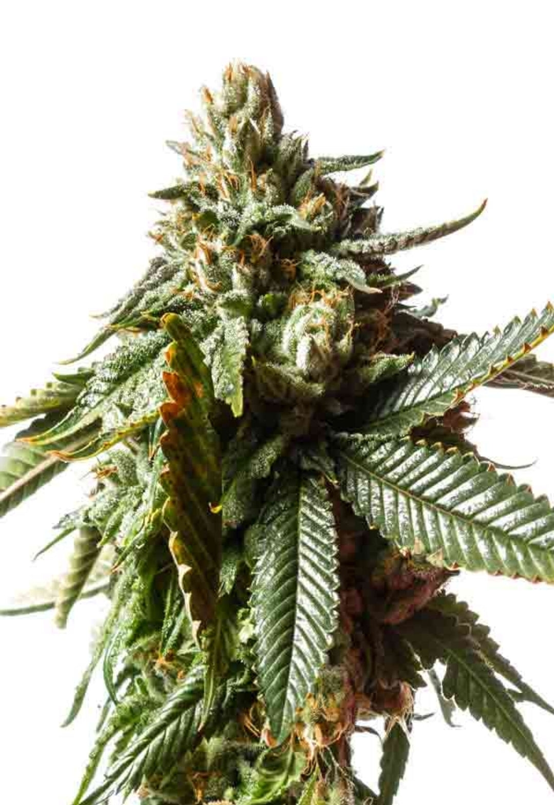 Critical Mass Feminized Seeds