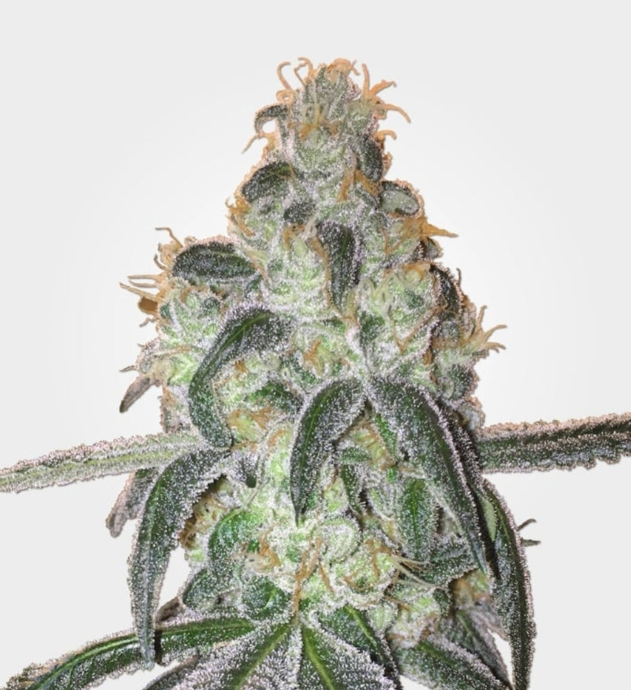 Girl Scout Cookies Feminized Seeds