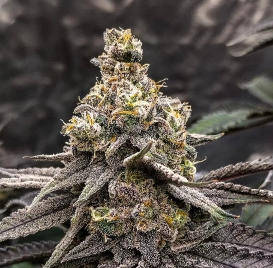 Jack Herer Feminized Seeds