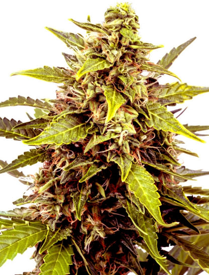 Juicy Fruit Feminized Seeds