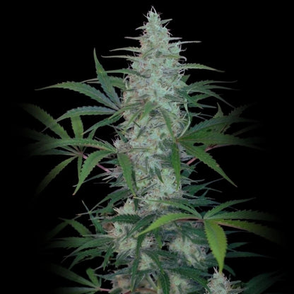 Kali Mist Feminized Seeds