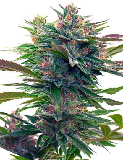 Lavender Feminized Seeds