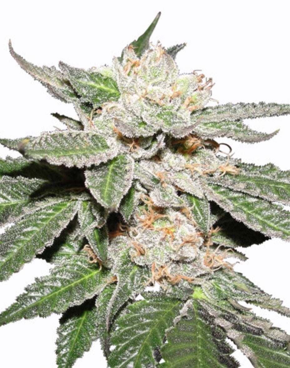 Master Kush Feminized Seeds