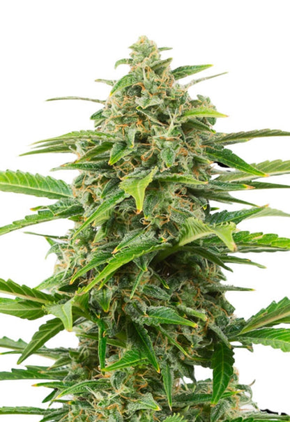 Power Plant Feminized Seeds