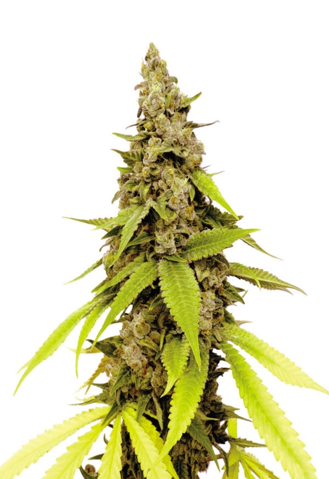 Strawberry Cough Feminized Seeds