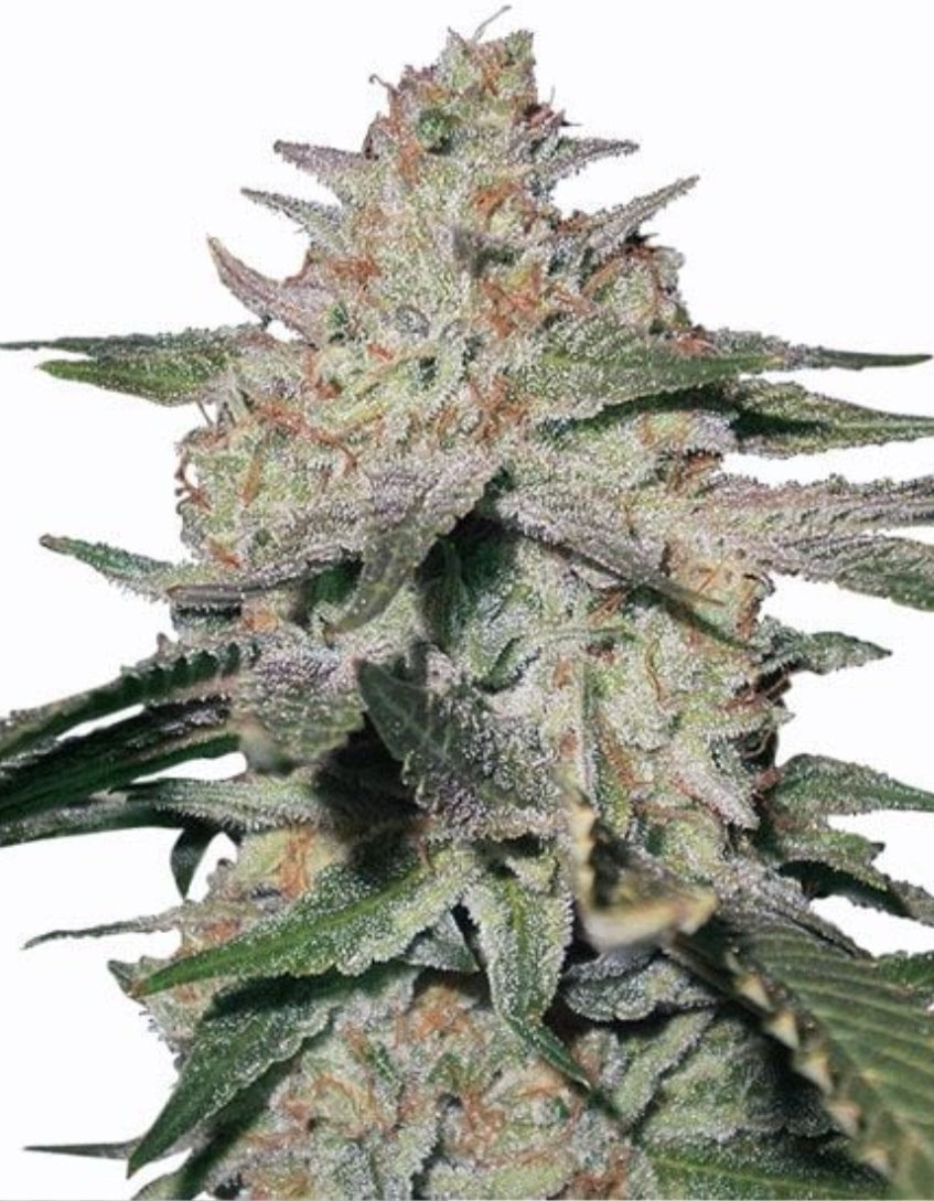 Northern Lights Autoflower Seeds