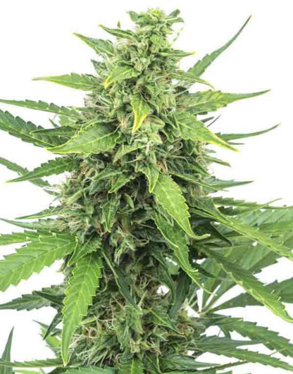 Pineapple Express Autoflowering Seeds