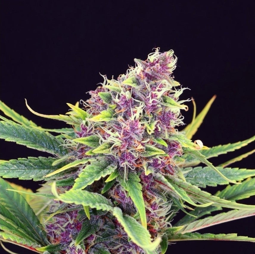 Purple Kush Autoflower Seeds