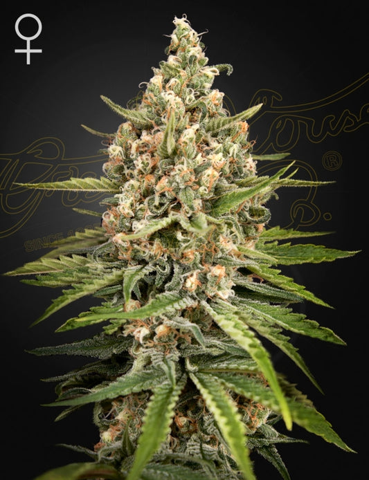 Bubba Slush Feminized Marijuana Strain