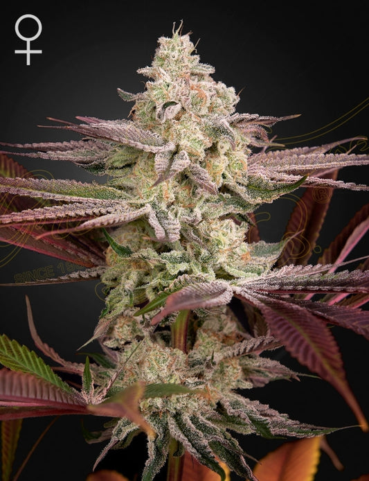 Chemical Bride Strain Feminized Marijuana Seeds