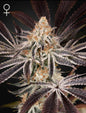 Dark Phoenix Feminized Marijuana Strain