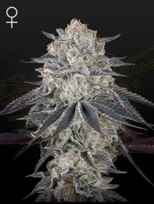 Fullgas Strain Feminized Marijuana Seeds