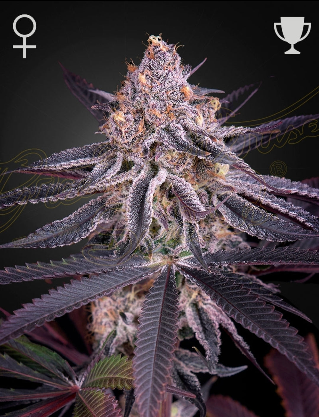 Kings Juice Strain Feminized Marijuana Seeds