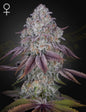 Persian Pie Strain Feminized Marijuana Seeds