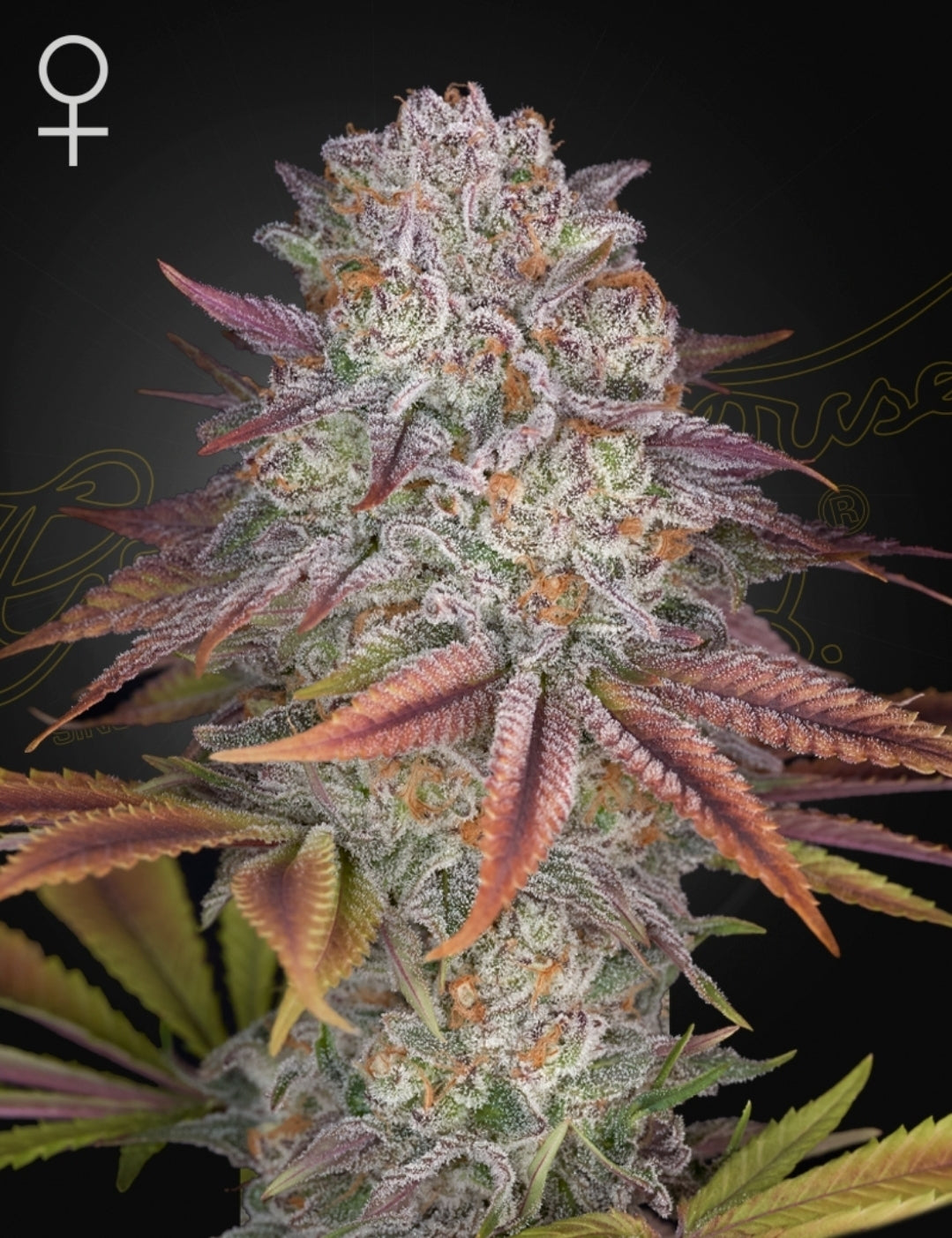 Pulp Friction Strain Feminized Marijuana Seeds