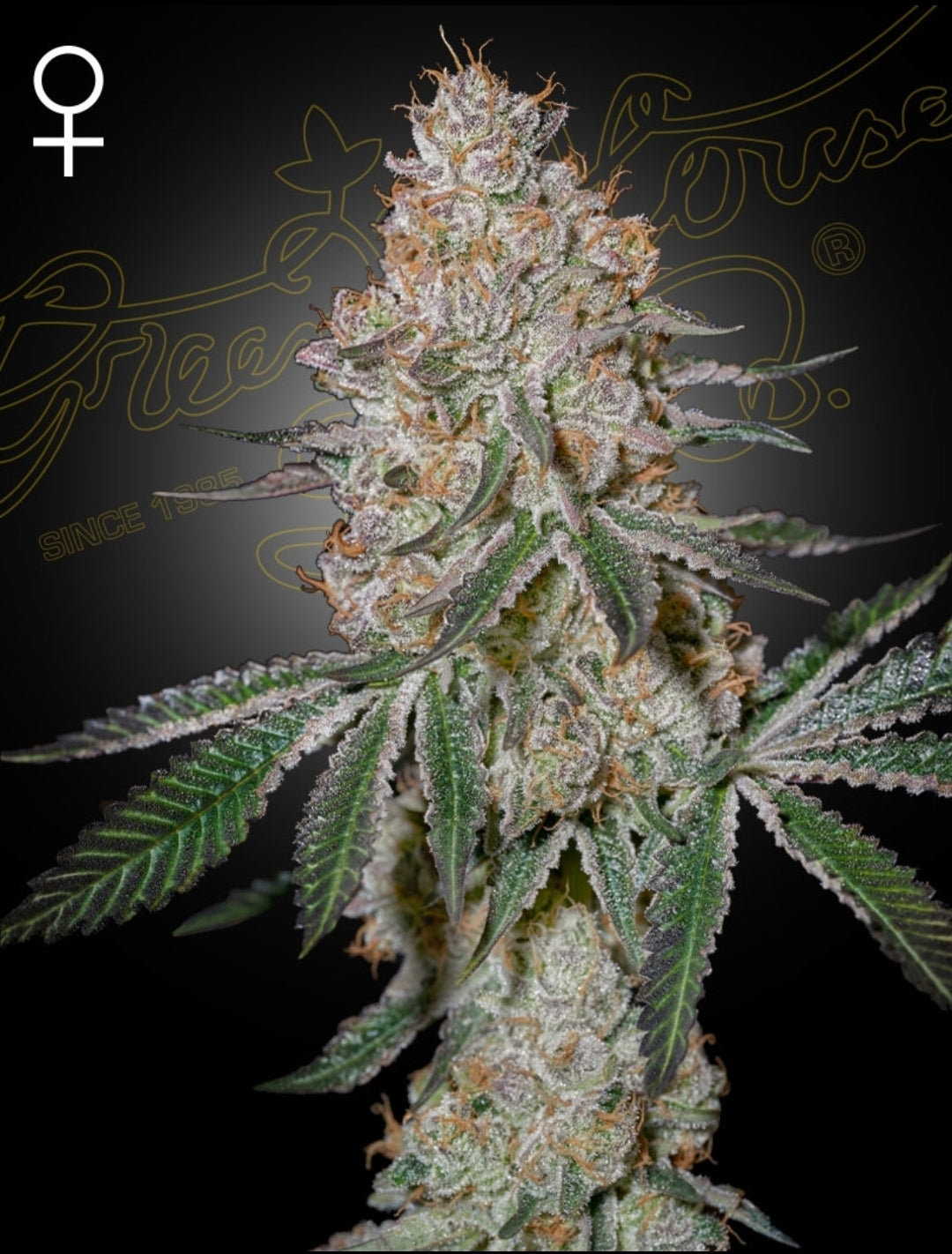 Watermelon Zkittlez X Cloud Walker (HighCloudZ) Feminized Marijuana Seeds