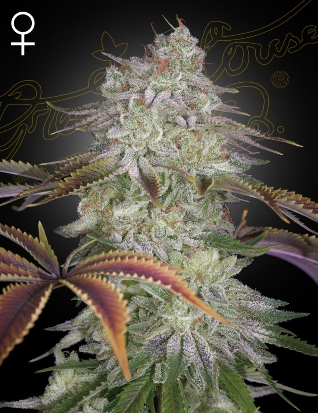 Watermelon Zkittlez X Velvet Moon (AlienZ) Feminized Marijuana Seeds