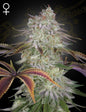 Watermelon Zkittlez X Velvet Moon (AlienZ) Feminized Marijuana Seeds