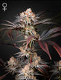 Wonder Pie Strain Feminized Marijuana Seeds