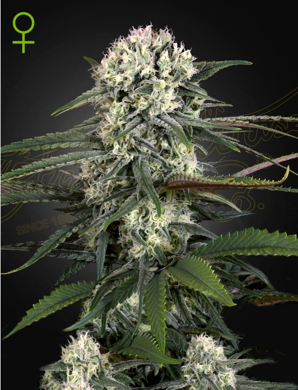 Auto Bomb Strain Autoflower Marijuana Seeds