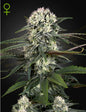 Auto Bomb Strain Autoflower Marijuana Seeds