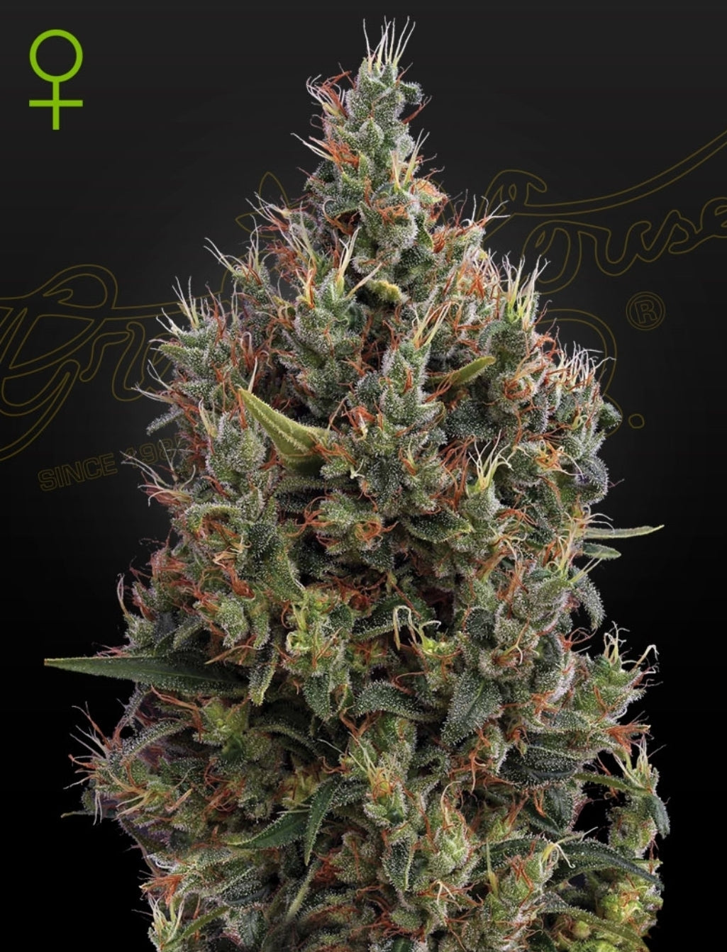 Big Bang Strain Autoflower Marijuana Seeds