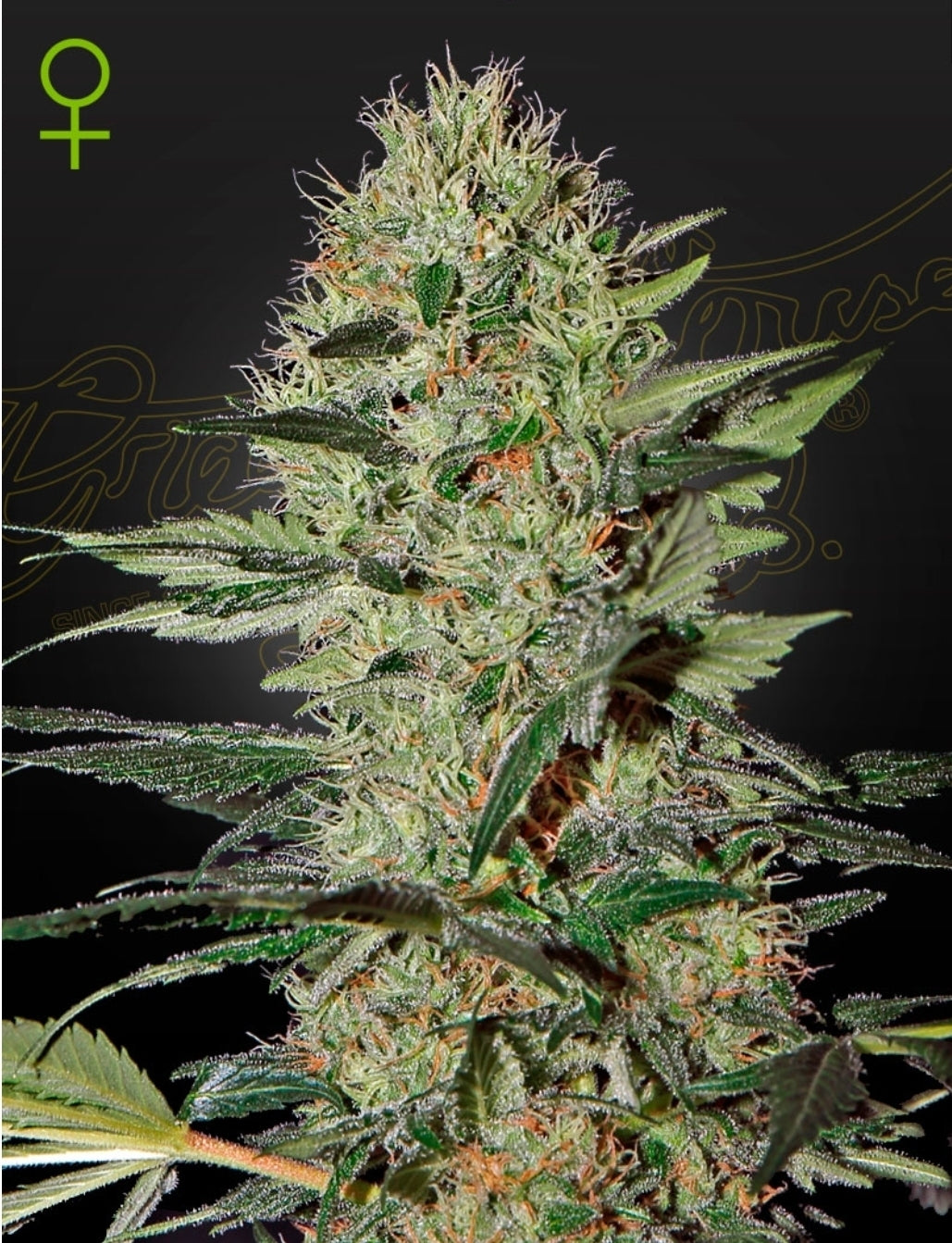 Exodus Cheese Strain Autoflower Marijuana Seeds