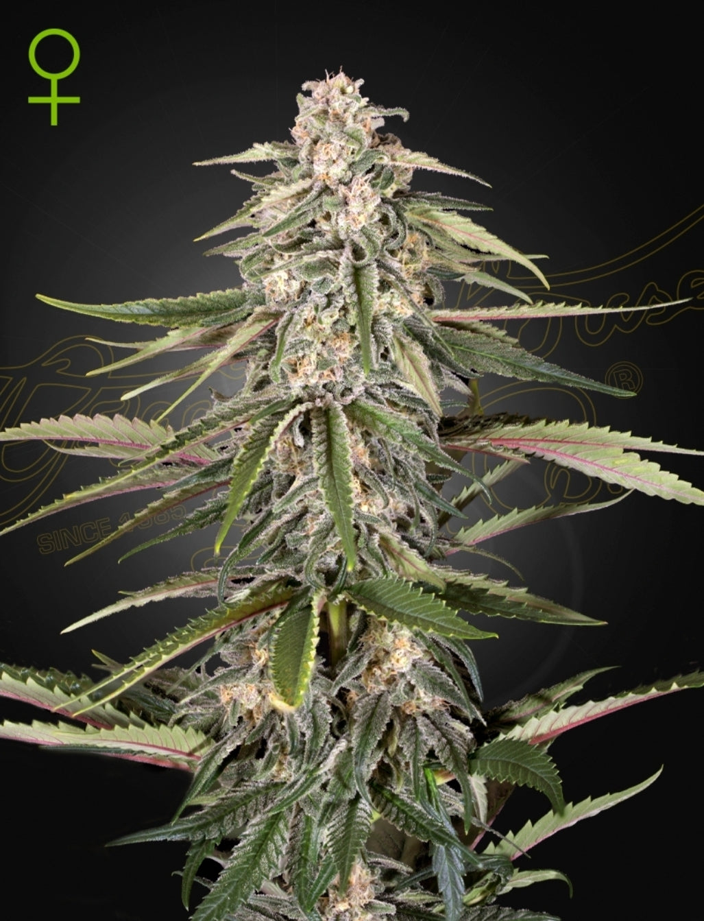 Green-O-Matic Strain Autoflower Marijuana Seeds