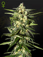 Jack Herer Strain Autoflower Marijuana Seeds