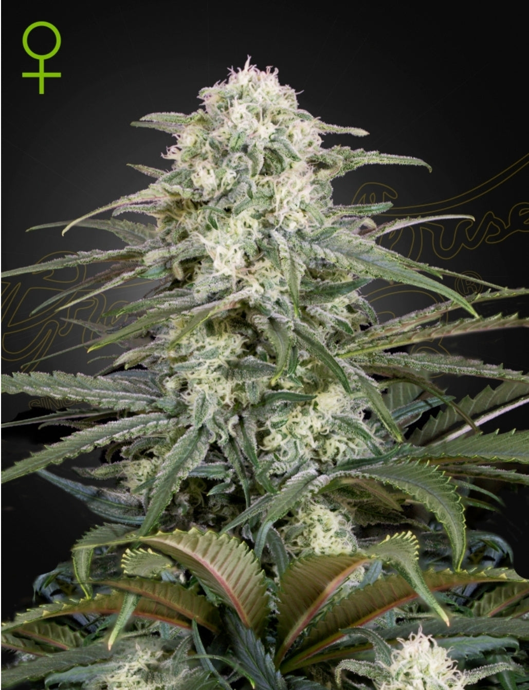 Kalashnikova Strain Autoflower Marijuana Seeds