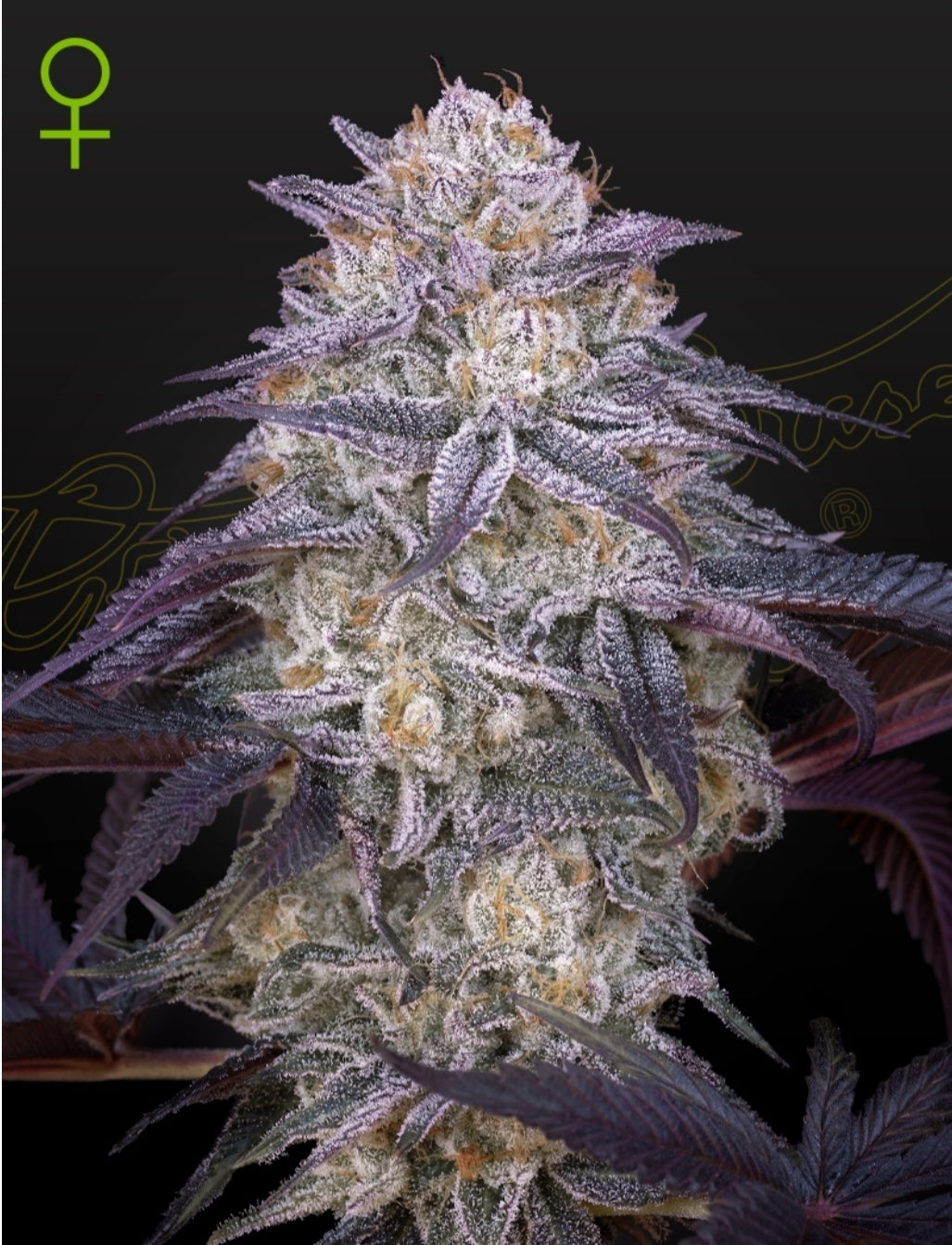 King’s Juice Strain Autoflower Marijuana Seeds