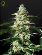 Skunk Strain Autoflower Marijuana Seeds