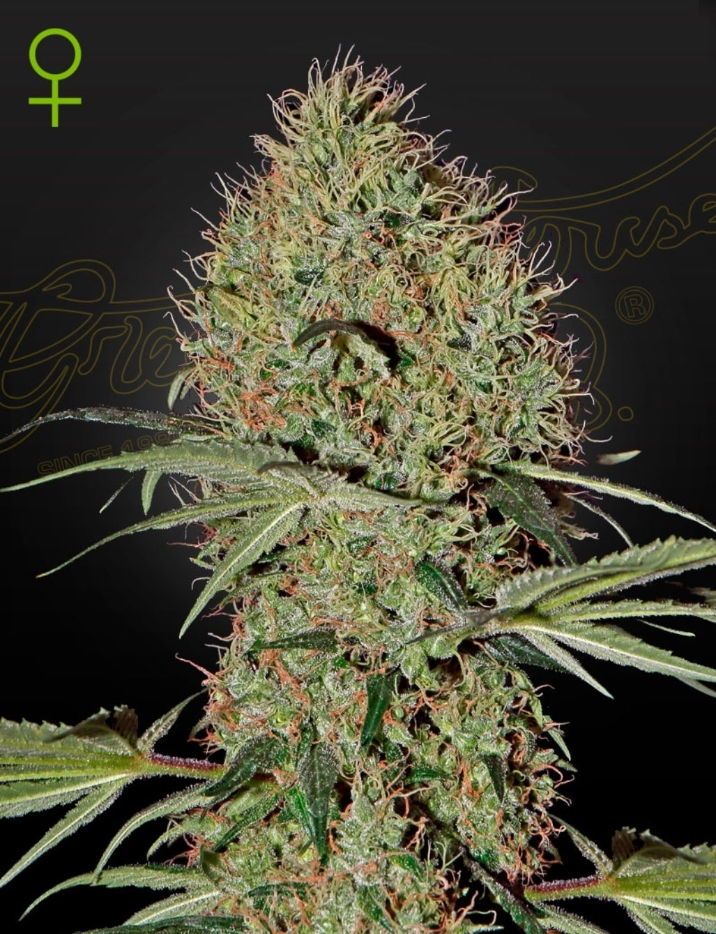 Super Bud Strain Autoflower Marijuana Seeds