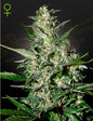 Super Critical Strain Autoflower Marijuana Seeds