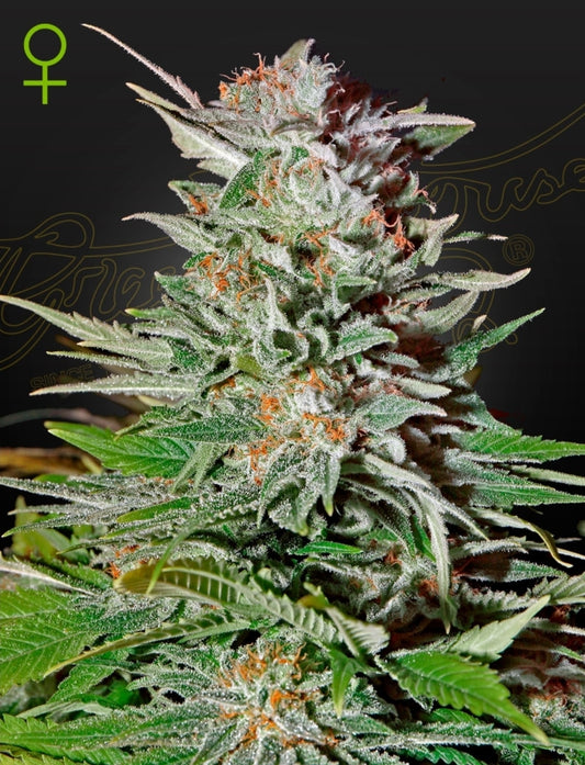 Super Lemon Haze Strain Autoflowering Marijuana Seeds