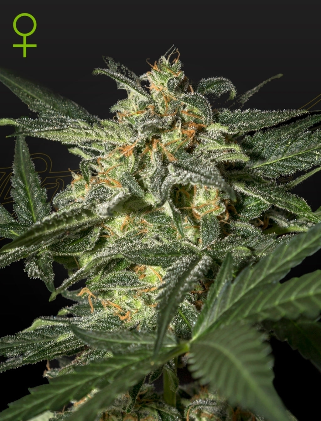 White Widow Strain Autoflower Marijuana Seeds