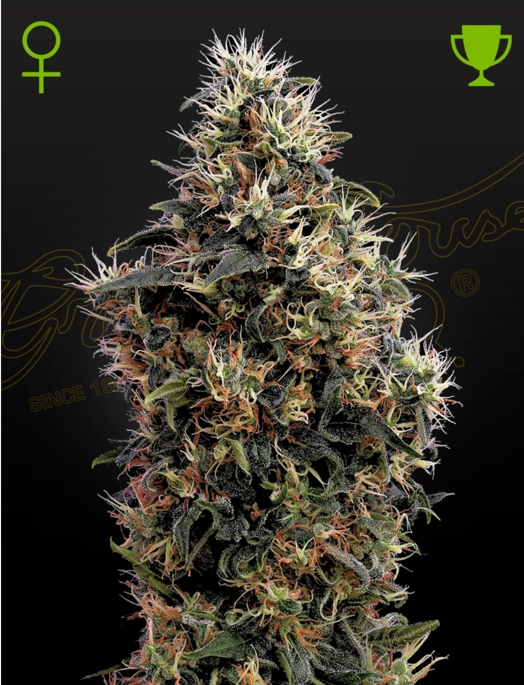 Sweet Mango Strain Autoflower Marijuana Seeds