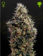 Sweet Mango Strain Autoflower Marijuana Seeds