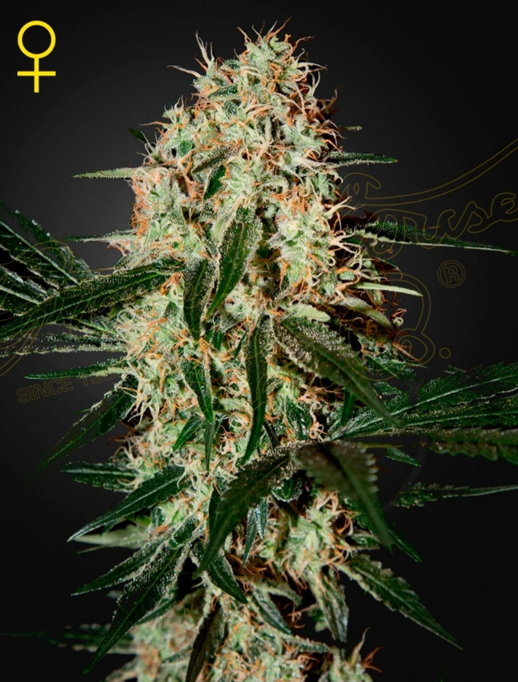 Arjan’s Haze 3 Sativa Marijuana Seeds