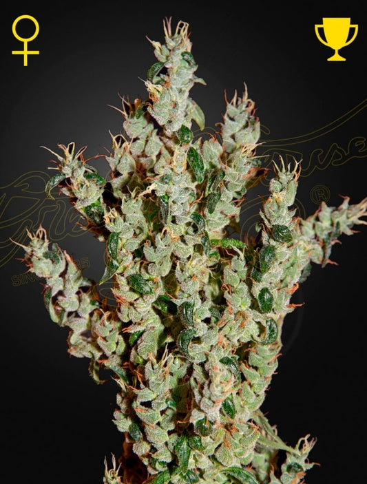 NL 5 Haze Mist Sativa Marijuana Seeds