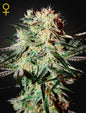 Arjan’s Strawberry Haze Sativa Marijuana Seeds