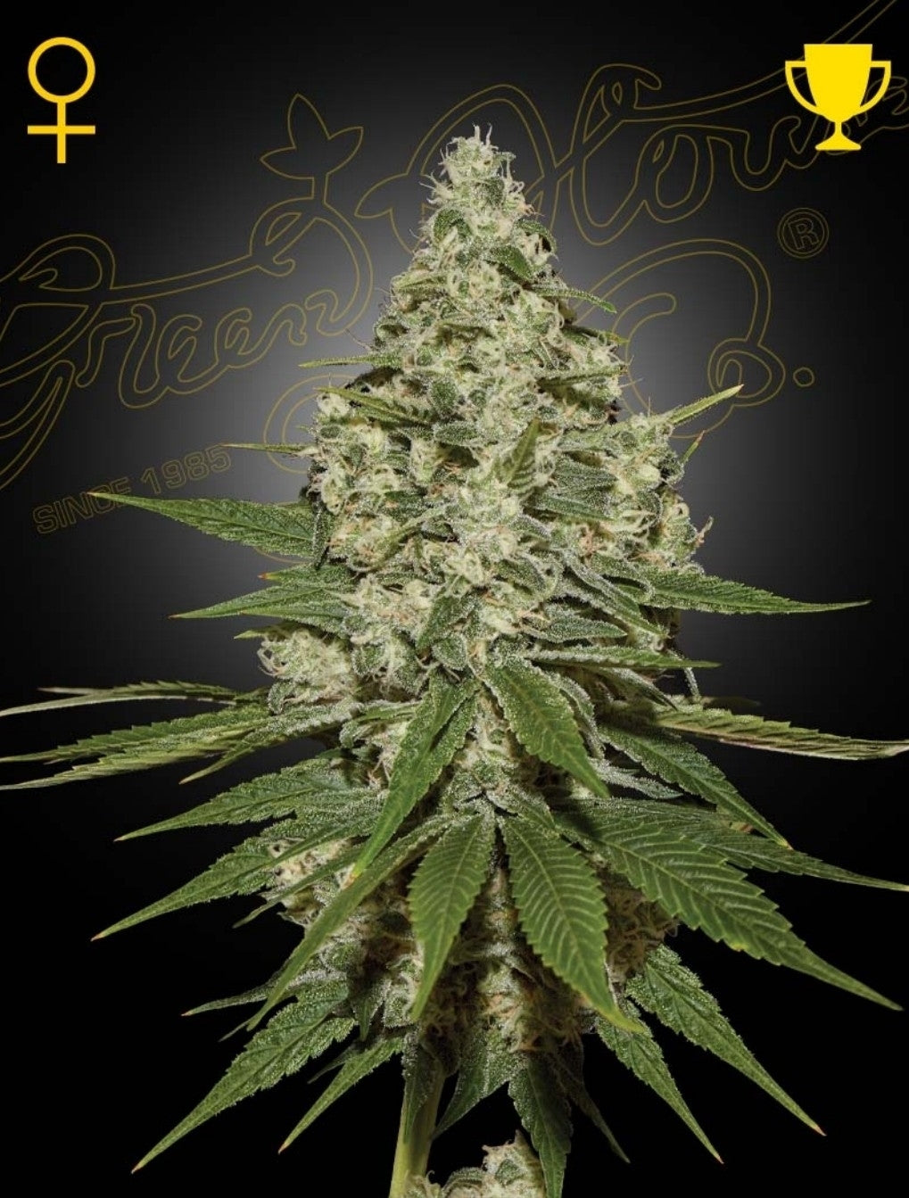 Super Lemon Haze Sativa Marijuana Seeds