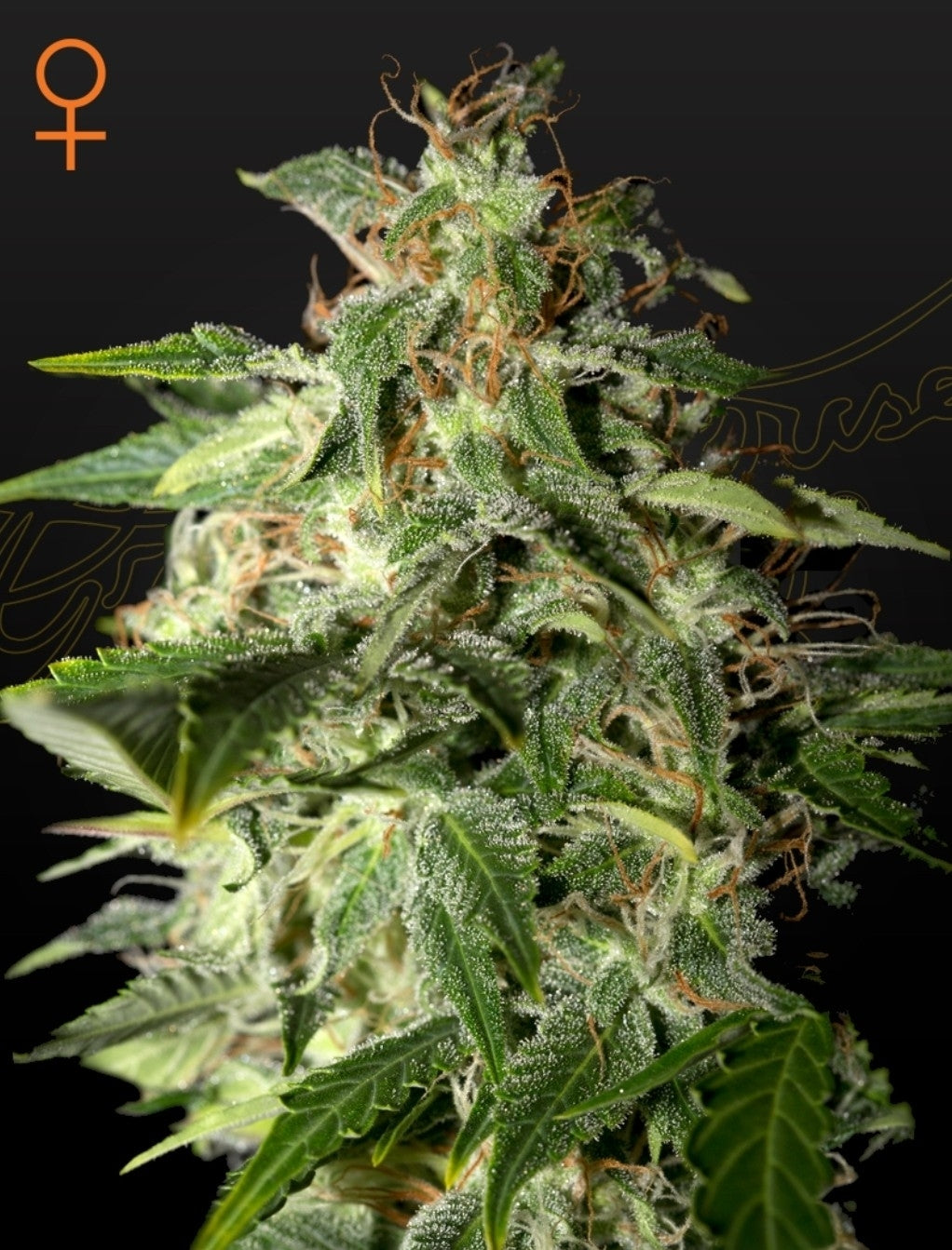 Afgooey Strain Indica Marijuana Seeds