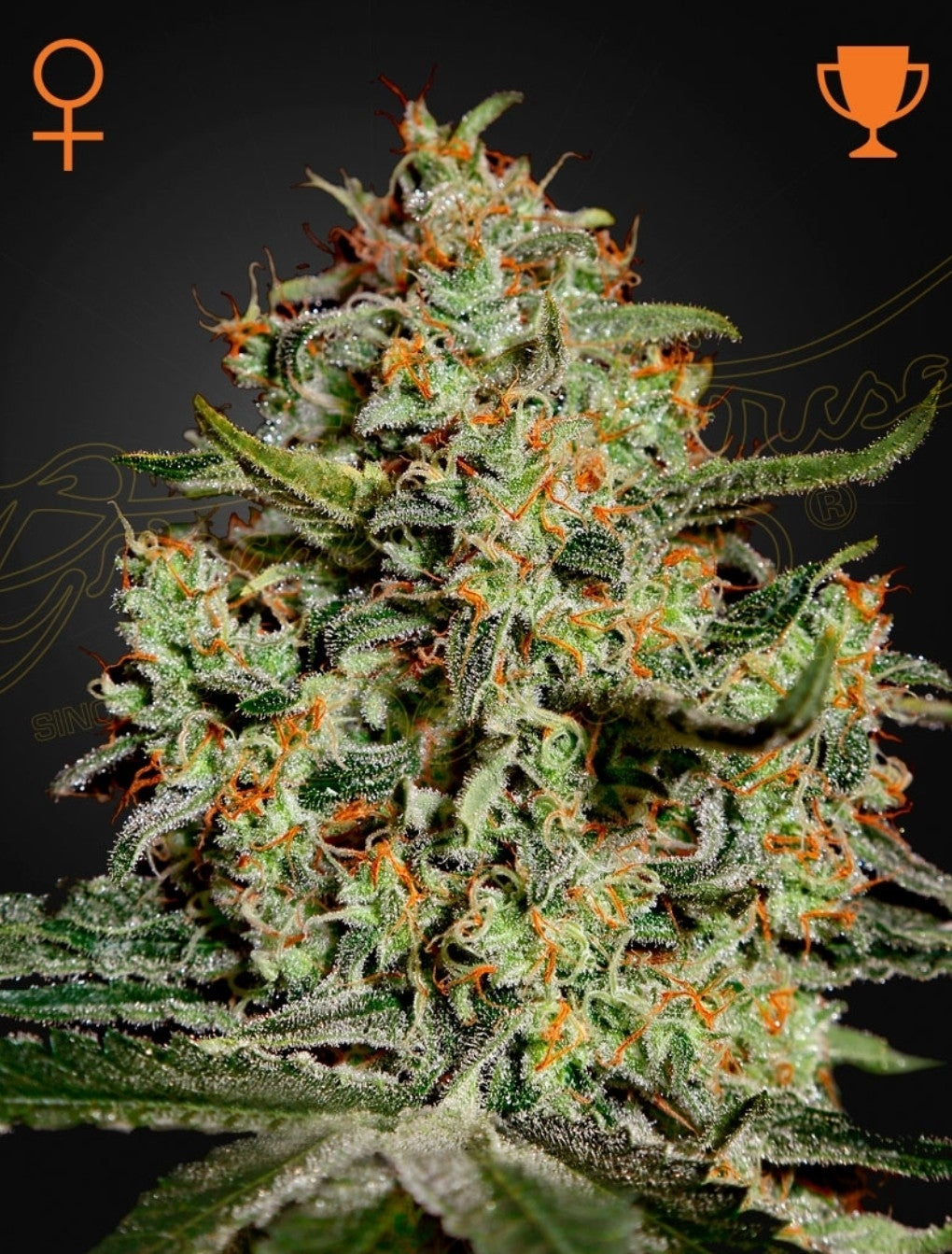 Big Bang Strain Indica Marijuana Seeds