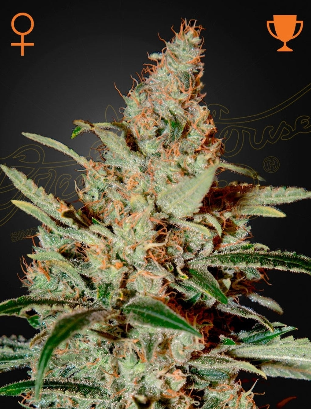 Chemdog Strain Indica Marijuana Seeds