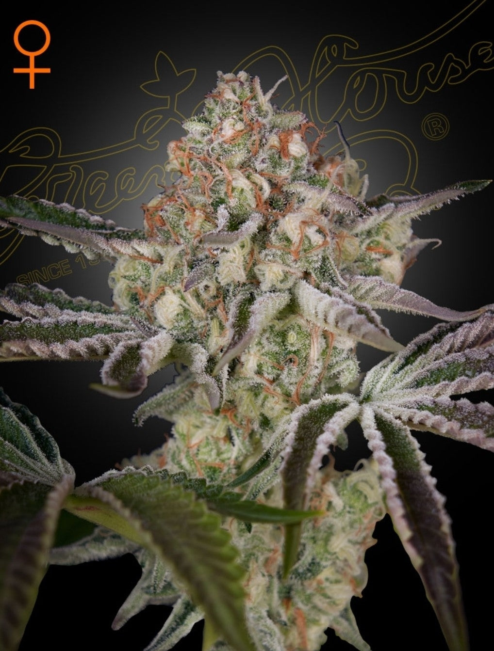 Great White Shark Strain Indica Marijuana Seeds