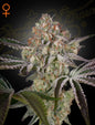 Great White Shark Strain Indica Marijuana Seeds