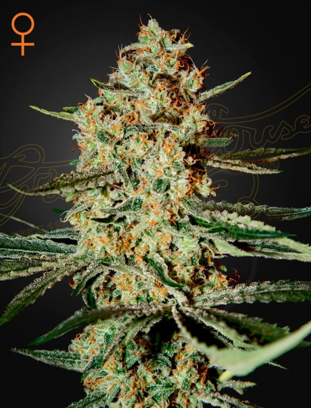 Himalaya Gold Strain Indica Marijuana Seeds